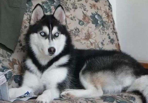 养哈士奇的好处,养哈士奇有什么好处