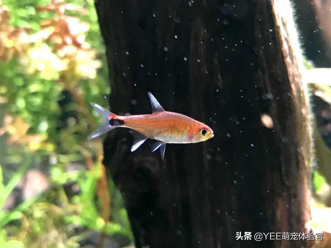 2cm级迷你灯鱼，好品相挤不进热门榜