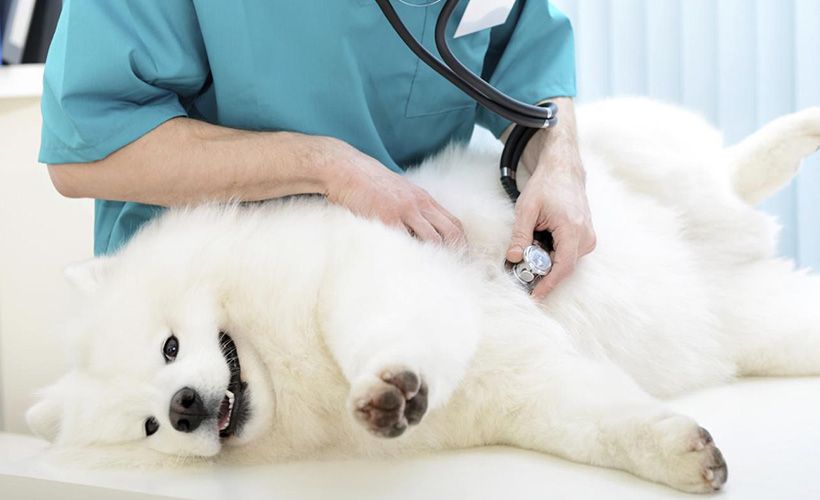 怎样区分狗狗假孕和怀孕,狗狗假孕狗狗自己知道吗