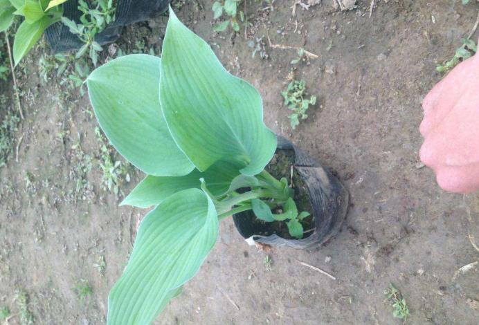 家里窗台阳光强适合养什么绿植,家里室外养花怎么摆放最好