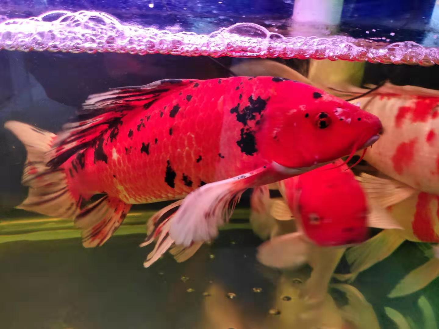 新手养鱼导致鱼死的原因,新手养鱼老是死亡怎么办