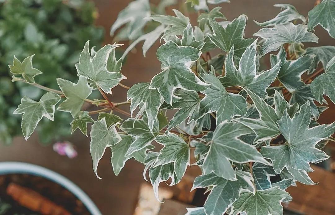 新房防甲醛买什么植物,新房甲醛克星植物