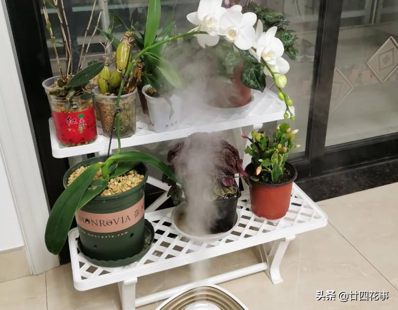 最不怕浇水的5种花,黄叶最好养的4种花