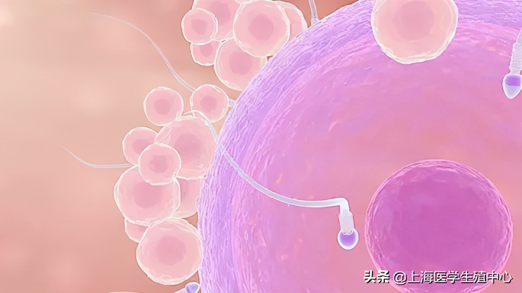 同样的促排卵方案,为啥你取出的卵子比别人少?