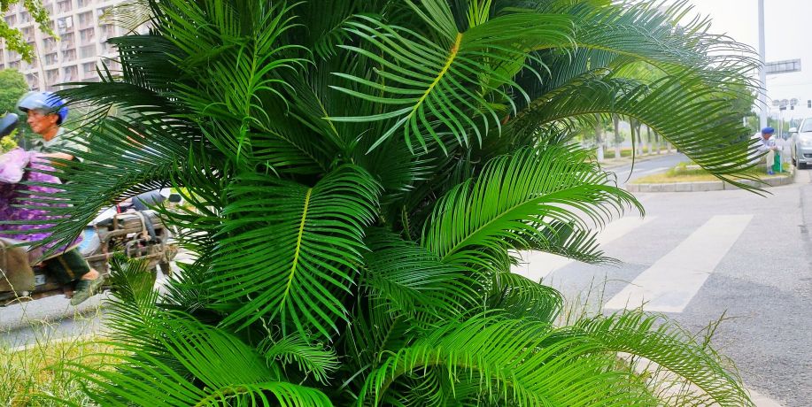 铁树分公铁树母铁树吗,铁树有雄铁树和雌铁树