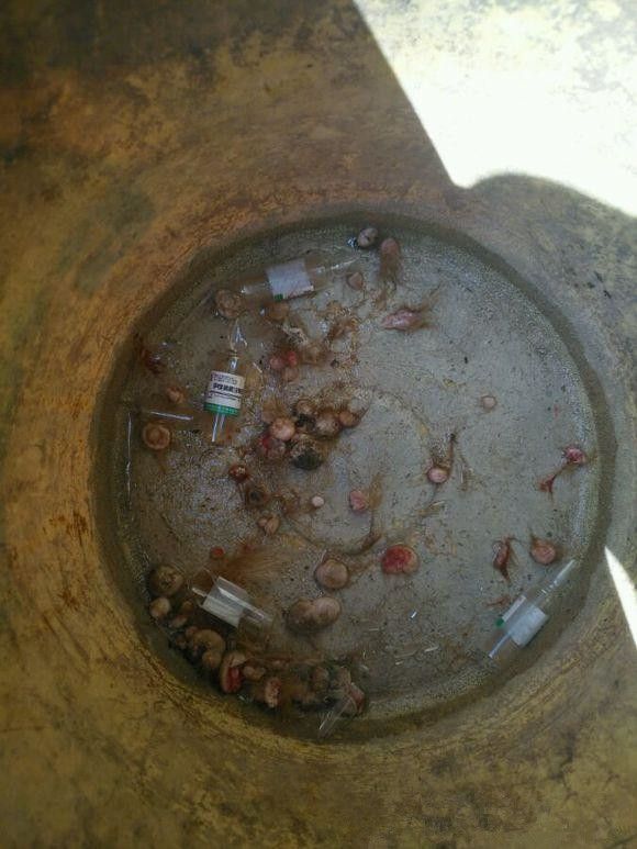 牛身上长了瘊子怎么办,牛身上长满瘊子该怎么治