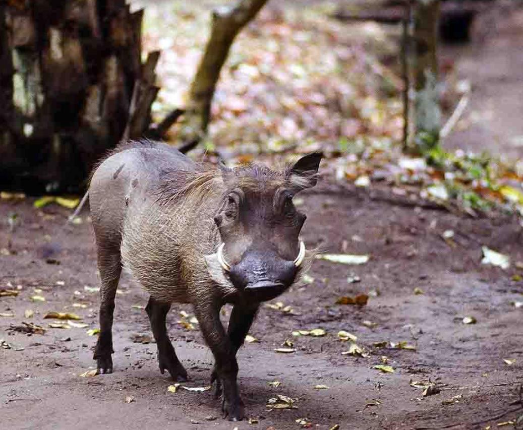 野猪现在泛滥的原因有哪些,野猪泛滥如何控制野猪