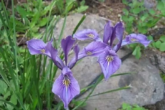 岩石花园景区,岩石园常用花卉