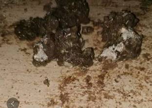 肉鸡肠道不好长期拉稀的原因,肉鸡后期拉稀是什么原因