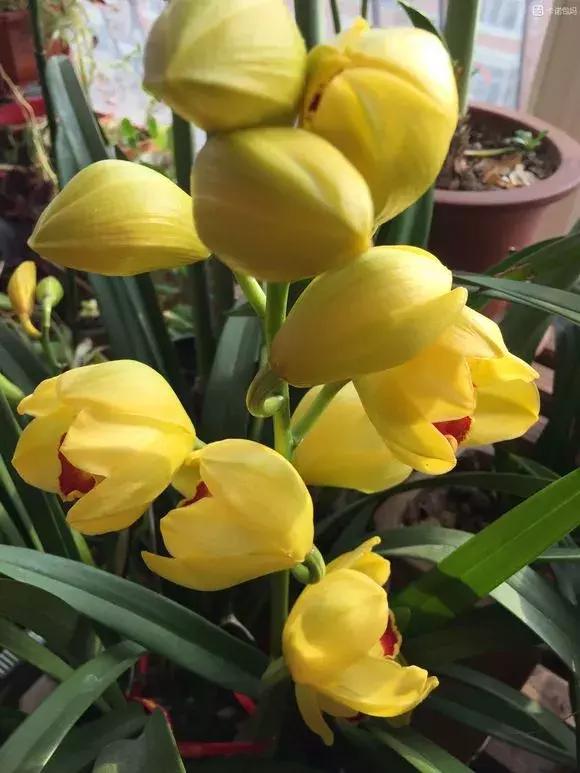 最好养爱开花的兰花,四季能开花的兰花有哪些