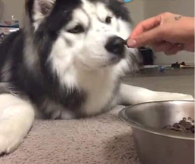 阿拉斯加挑食怎么办？这几个办法，一般人我不告诉他