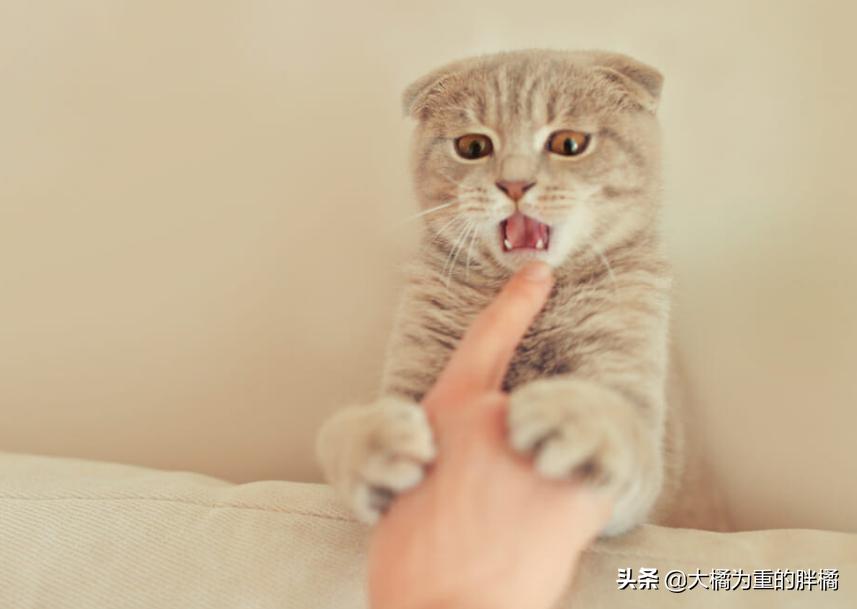 猫咪突然咬你的鞋子很凶,猫咪突然咬你脸