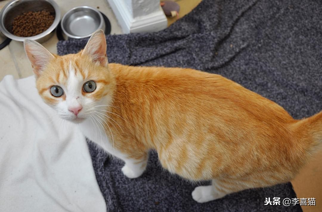 猫咪怀孕铲屎官要怎么办,怀孕期间猫咪要做哪些检查