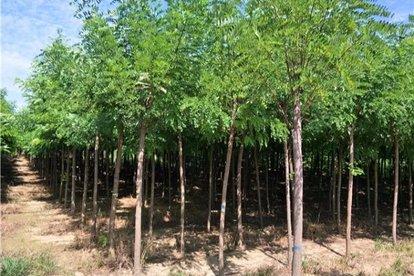 国槐和洋槐的区别有哪些,槐树跟洋槐的区别