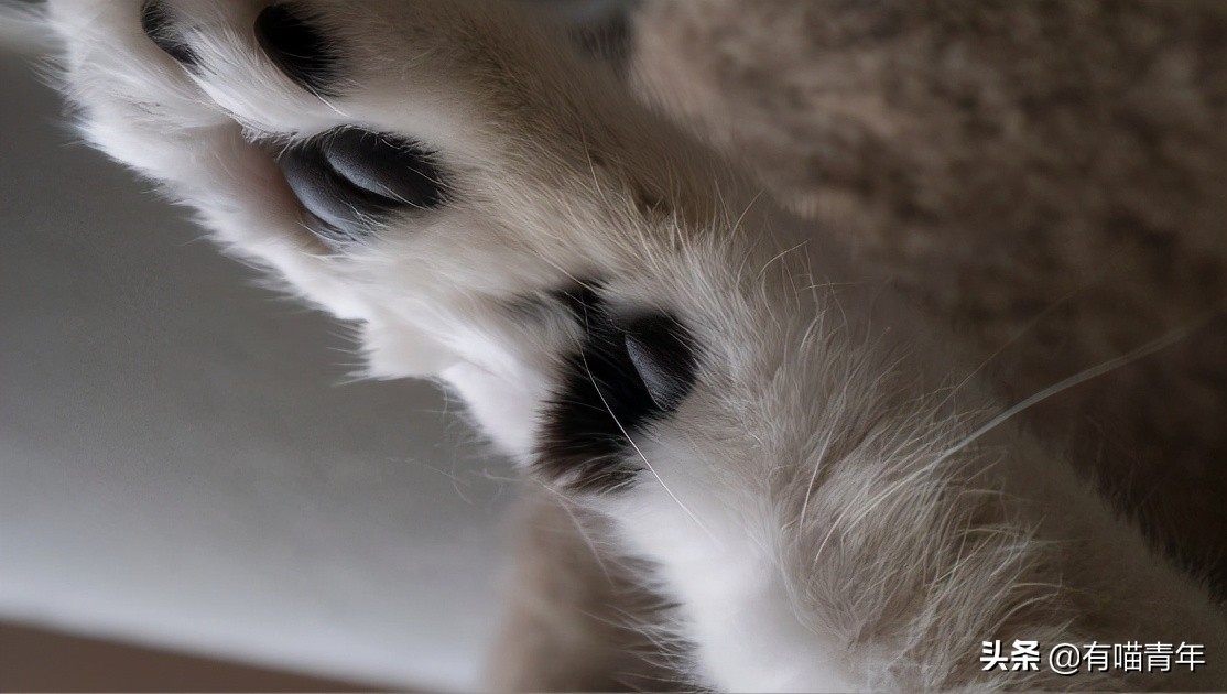 猫放一个屁，全家吃不下饭！真的好臭啊啊啊啊啊