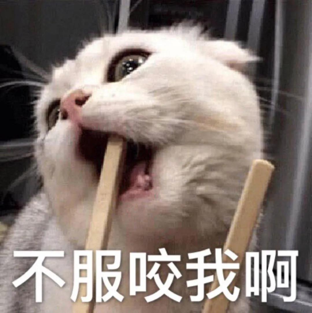 猫咪吃了蟑螂该给它吃什么药,猫咪每天给主人家门口送礼物