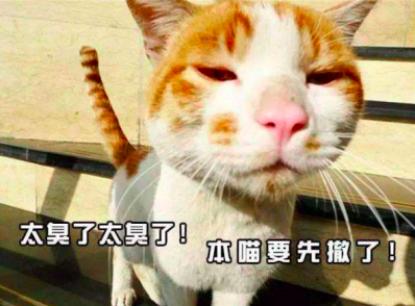 乱尿的猫咪怎么教,猫咪尿血乱尿怎么回事