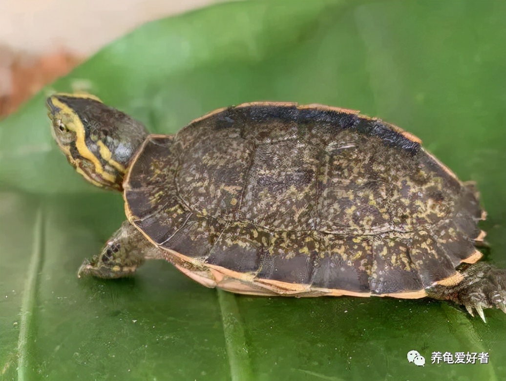 乌龟吃东西为什么吞吞吐吐,乌龟吃食正常但老是张嘴