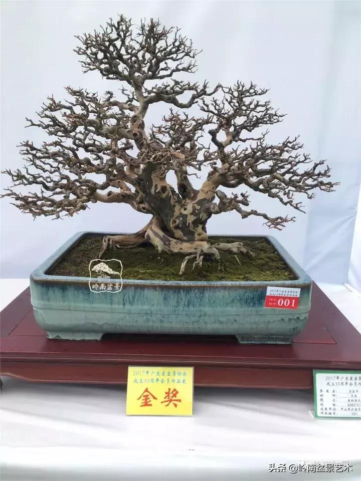 大树型雀梅造型,雀梅盆景怎么养才能爆盆