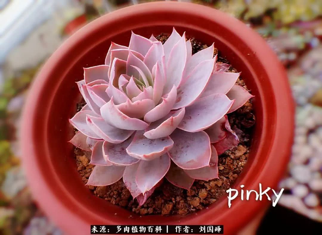 七百元打造的多肉王国，你还缺什么？