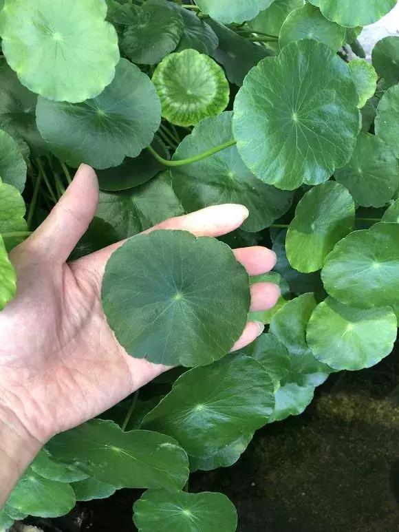 马蹄莲和铜钱草区别,半土半水铜钱草养护分享