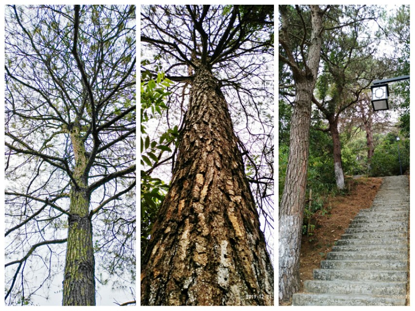 双鹤起舞松林醉——游灵山双鹤公园偶感