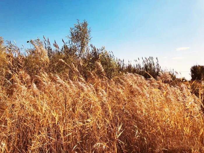 第21届广州国际茶文化节,中华优秀传统文化活动视频