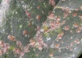 柑橘病虫害最新防治技术,柑橘病虫害详解视频教程