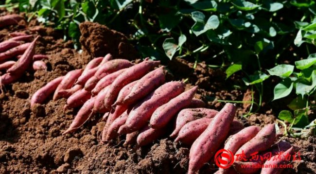 玉田红薯新品种,新品种红薯图片大全