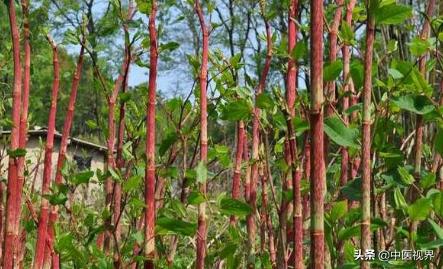 中药材虎杖的妙用,中药里的虎杖