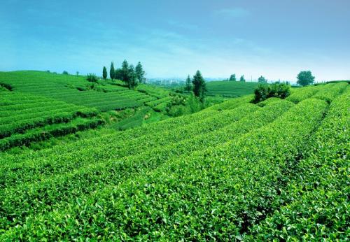 茶叶的分类六大名茶和四大茶地,带你走进产茶区了解茶叶
