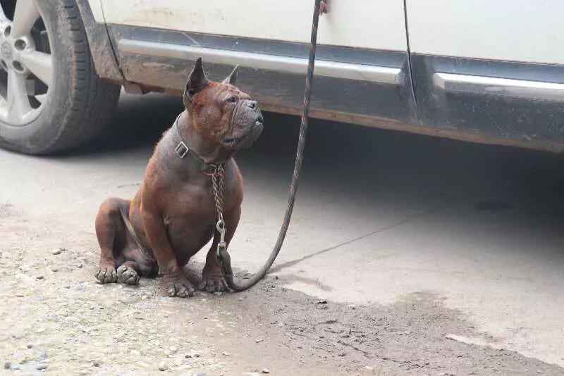 重庆九龙坡川东猎犬基地,川东重庆犬