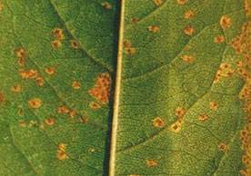 桃褐锈病的防治方法,桃褐斑病的正确识别和防治