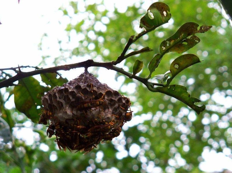 李子柒被造过哪些谣言,李子柒被写入小学语文试卷引争议