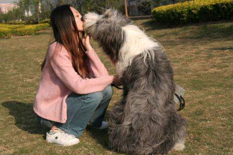 狗狗舔主人的手是什么意思,狗狗舔主人的鼻子是怎么回事