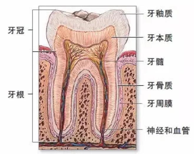 孩子换牙掉下来的牙怎么处理,孩子换牙乳牙不掉有什么好办法