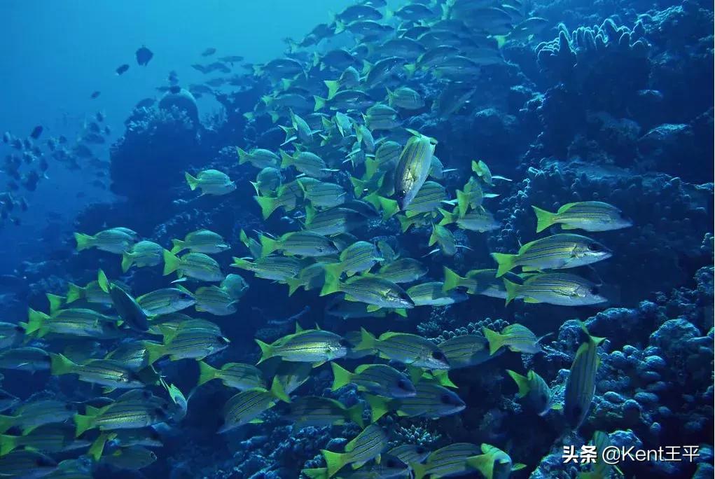 海里的粑粑,海里有粪便吗