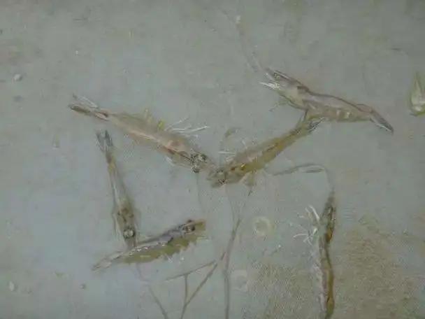 对虾出现空肠空胃原因及解决办法,对虾空肠空胃用什么药好