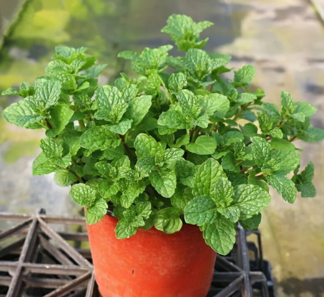 钖勮嵎濡備綍闃叉绐滈珮,鍐閬垮厤钖勮嵎寰掗暱