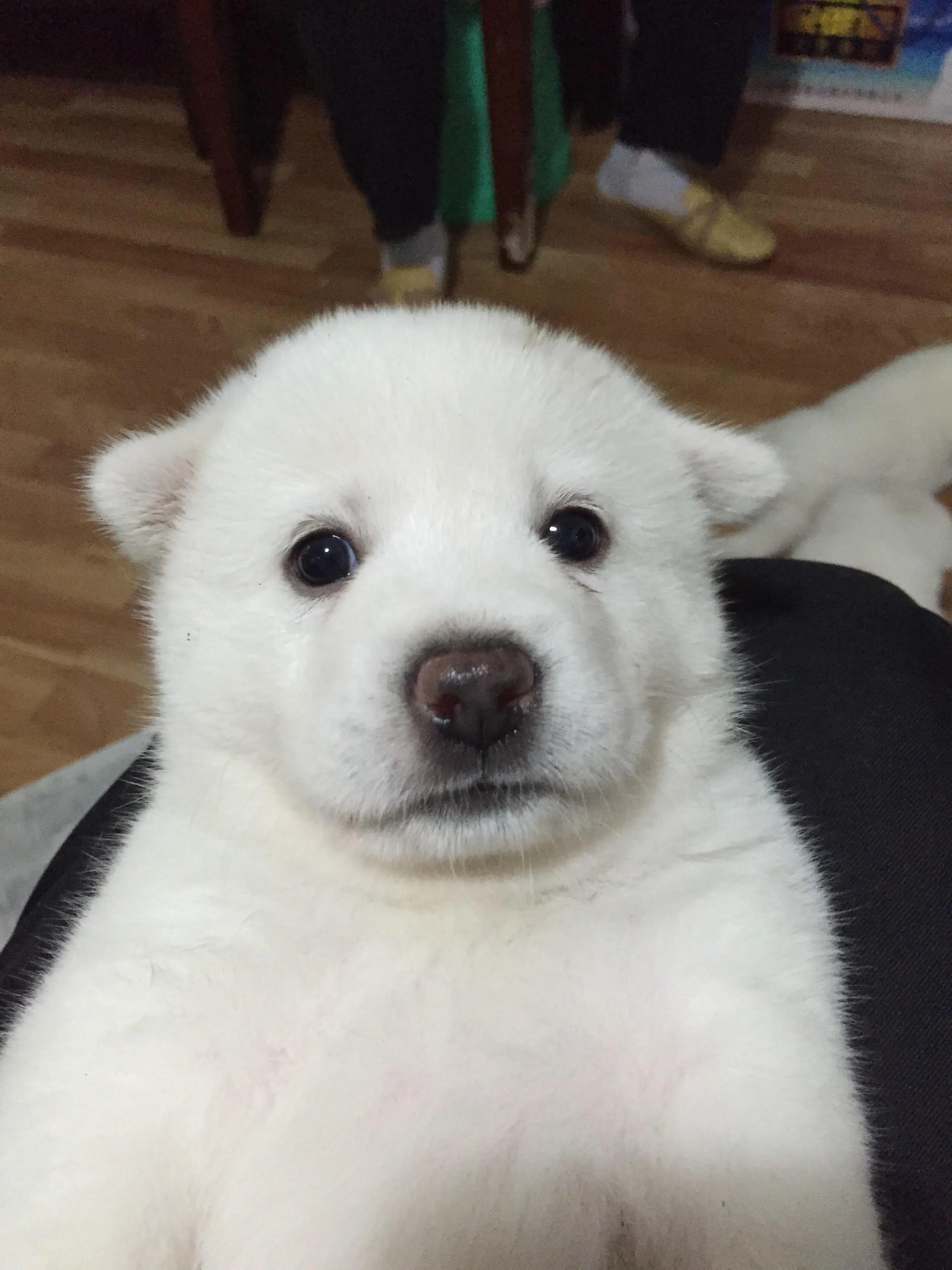 农村喜欢养的土狗,如何养土狗最便宜