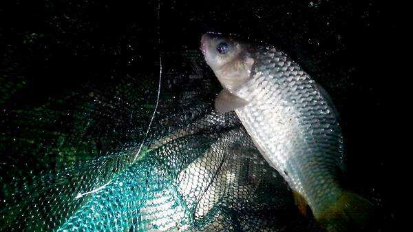 夜光漂真的不灵敏吗,夜光漂灵敏度差钓不到鱼