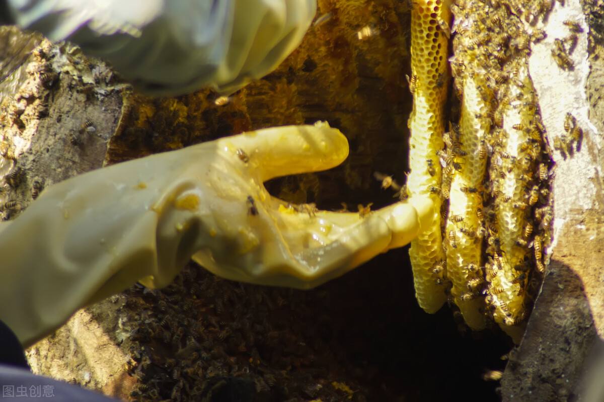 如何使蜜蜂从洞里出来,如何从洞里把蜜蜂引出来