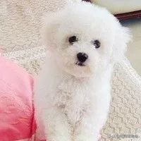 宠物狗价格表大全,宠物狗笼子图片及价格