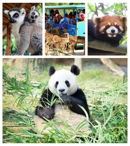 端午有房！周末暑假无需加收！畅玩淹城野生动物世界！799元抢常州武进九洲喜来登酒店2大1小度假套餐