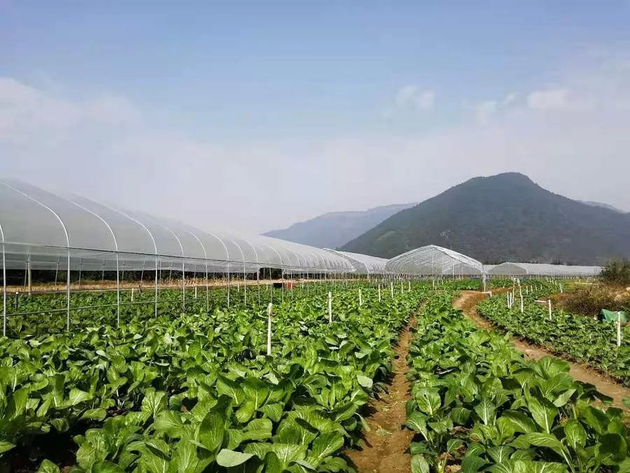 广东清远农民丰收节,清远市庆祝农民丰收节