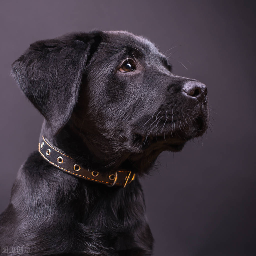 拉布拉多犬舍日常饲养方法,拉布拉多幼犬多大可以养