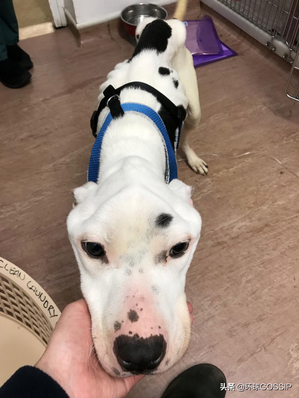 救了一只骨瘦如柴的狗狗,被遗弃的小狗骨瘦如柴