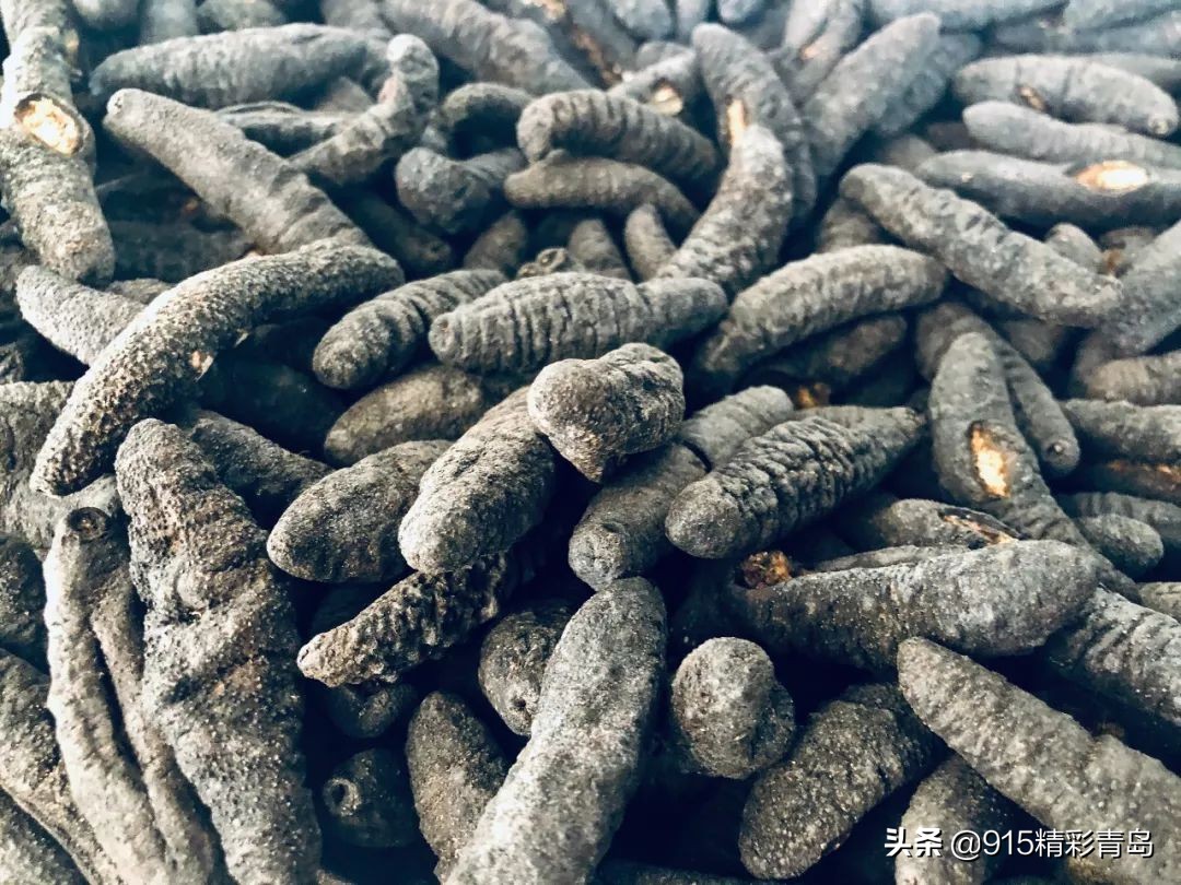 中国最好的海刺海参,黄金刺参西沙群岛深海纯野生海参