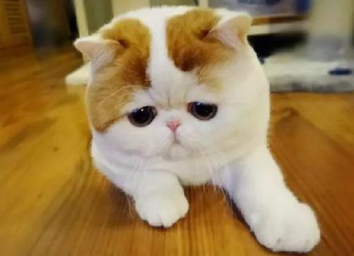 猫咪年老时常遇到的病症，爱它请给它足够的关怀