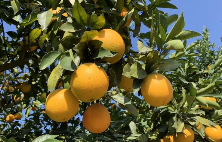 赣南脐橙和麻阳冰糖橙哪个好,江西赣南脐橙和湖南脐橙有啥区别